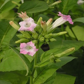Nicotiana Tabacum (Tobacco)